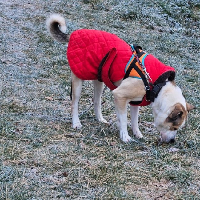 Fanfan dit neo - Chien Bouledogue Américain à adopter