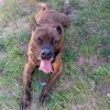 Tayson
