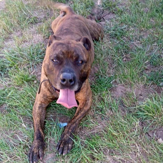 Tayson - Chien à adopter