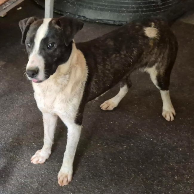 Celeste - Chien à adopter