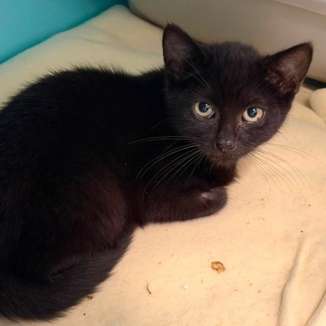 Ruben - Chat Européen à adopter