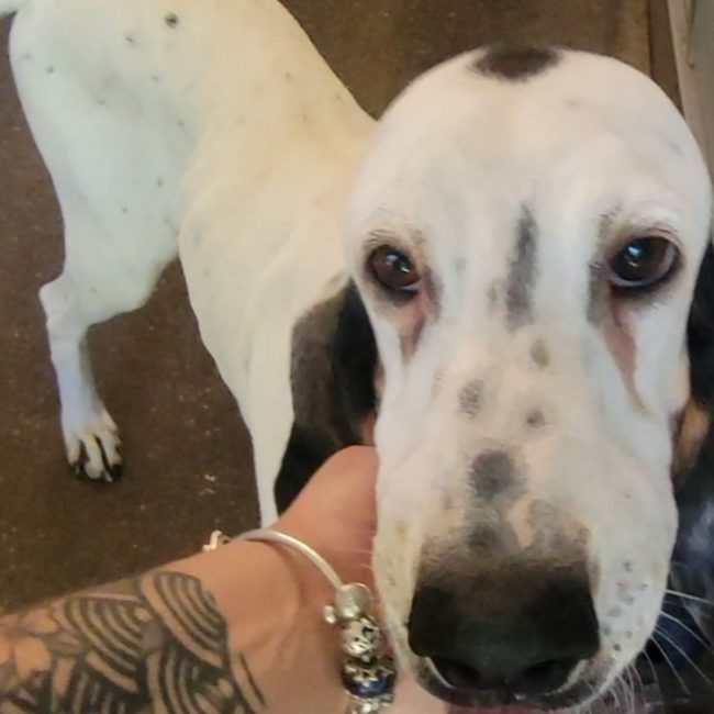 Saphir - Chien Porcelaine à adopter