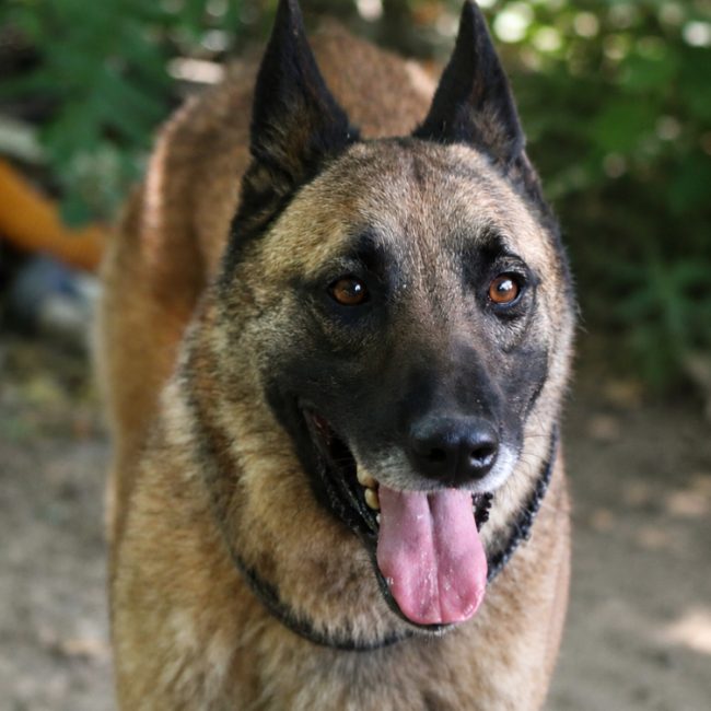 Hulk - Chien Berger Belge Malinois à adopter