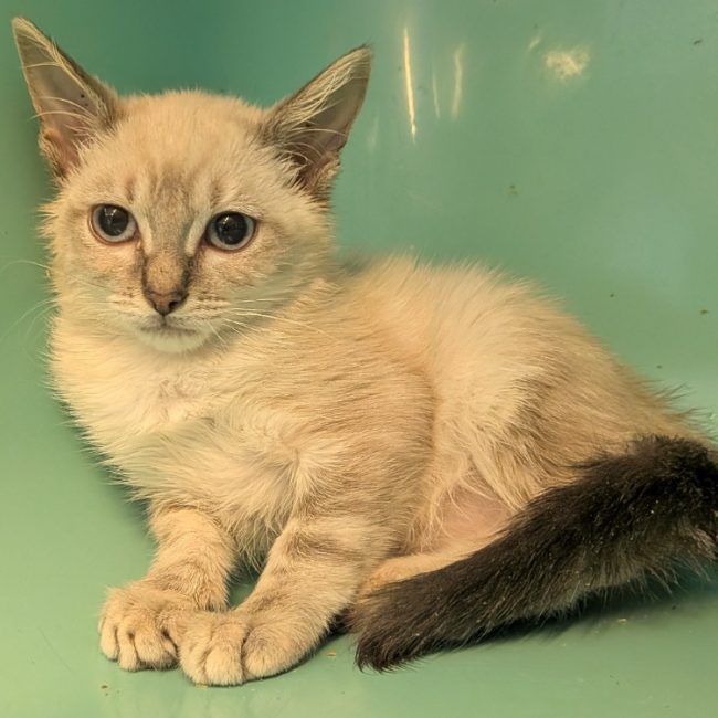 Zaho - Chat Européen à adopter