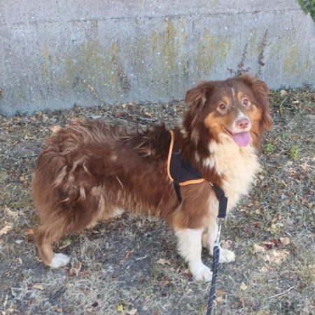 Teepee - Chien à adopter