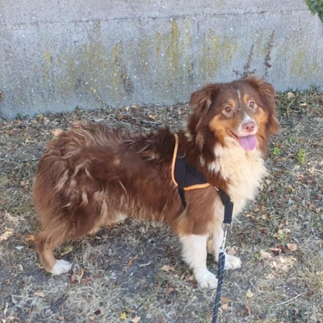 Teepee - Chien à adopter