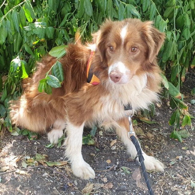 Uber - Chien Berger Américain Miniature à adopter