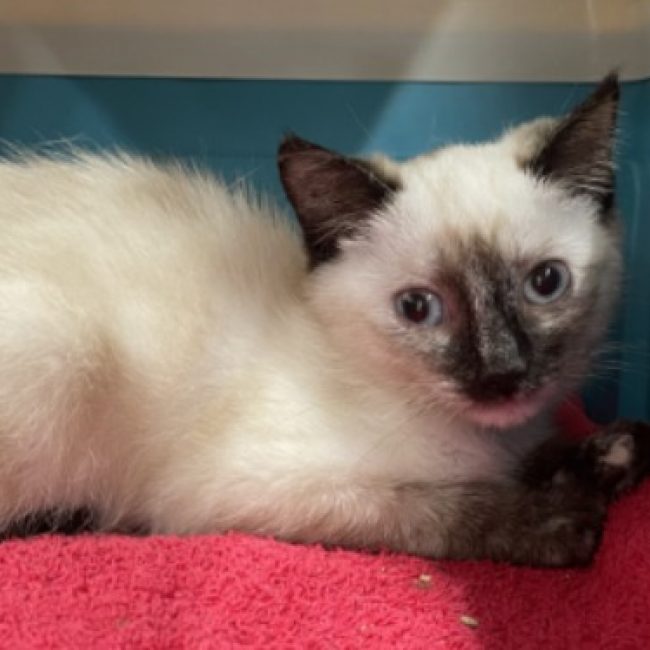 Catpuccino - Chat Européen à adopter