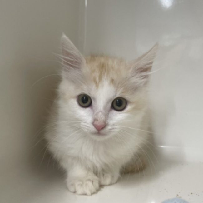 Oups - Chat Européen à adopter