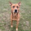 Dingo