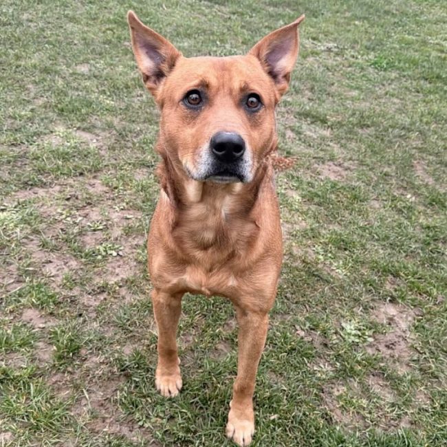 Dingo