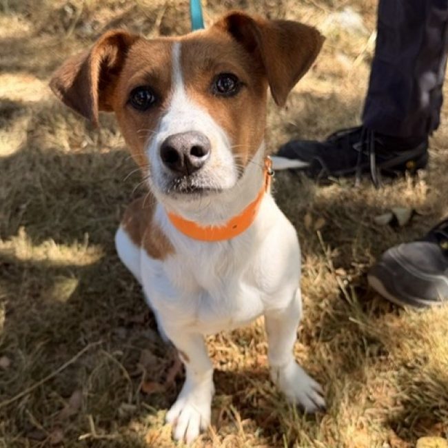 Vasco - Chien à adopter