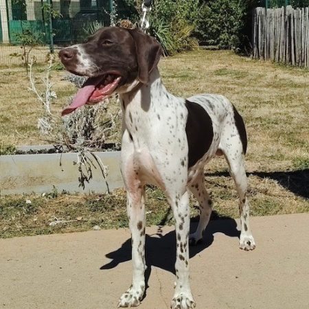 Taco - Chien Braque allemand à poil court à adopter