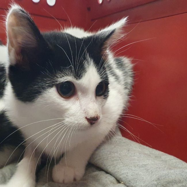 Royce - Chat Européen à adopter