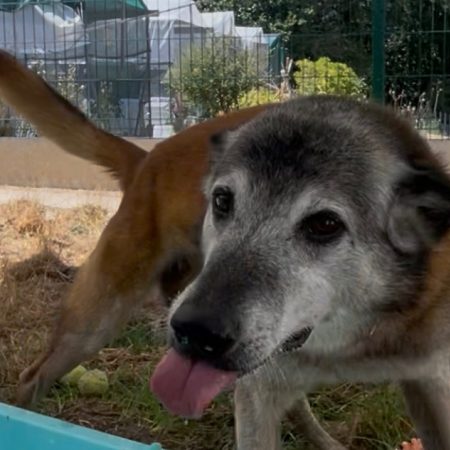 Jigger - Chien Berger Belge Malinois à adopter