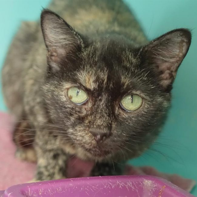 Sunrise - Chat Européen à adopter