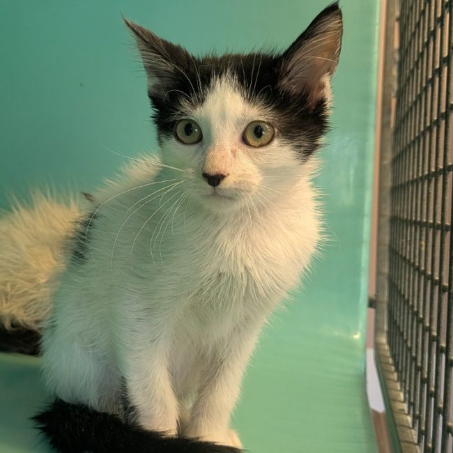 Noodle - Chat Européen à adopter