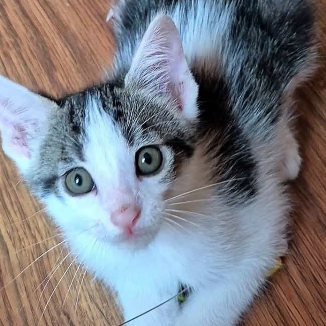 Kater