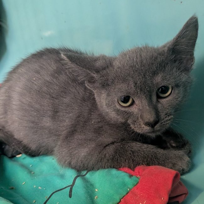 Mike - Chat Européen à adopter