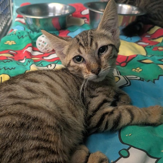 Eddie - Chat Européen à adopter