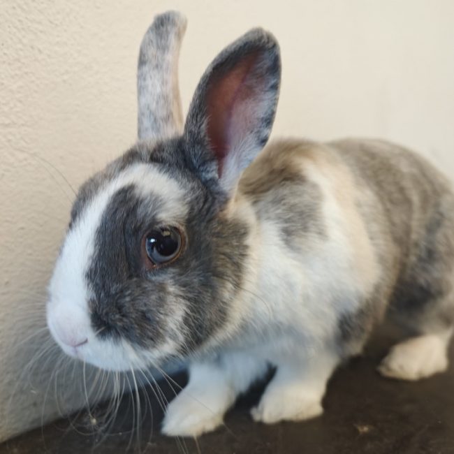 Gribouille - Rongeur Lapin à adopter