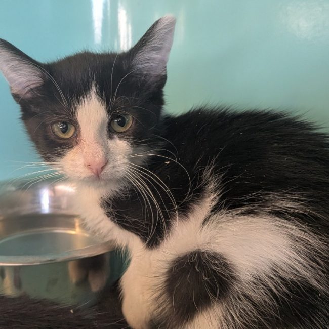 Bulle - Chat Européen à adopter