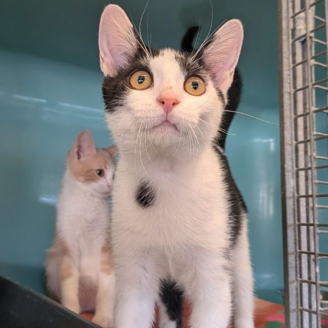 Darko - Chat Européen à adopter