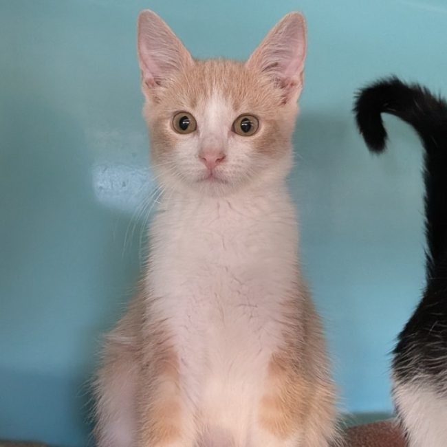 Naman - Chat Européen à adopter