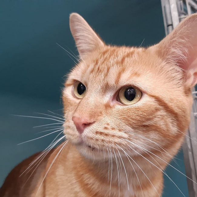 Tofu - Chat Européen à adopter