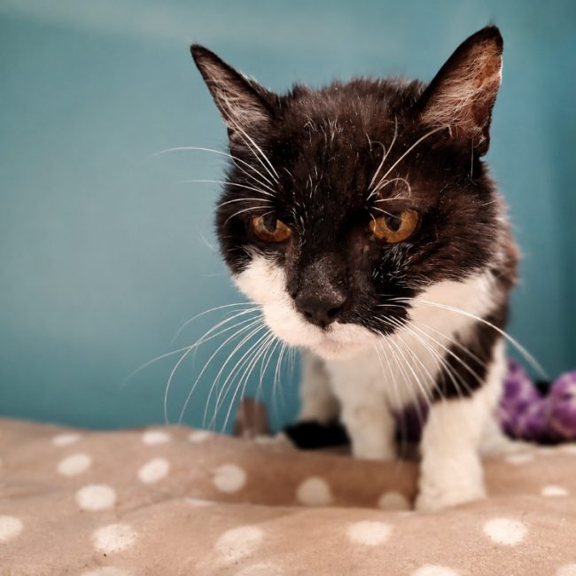 Mireille - Chat Européen à adopter