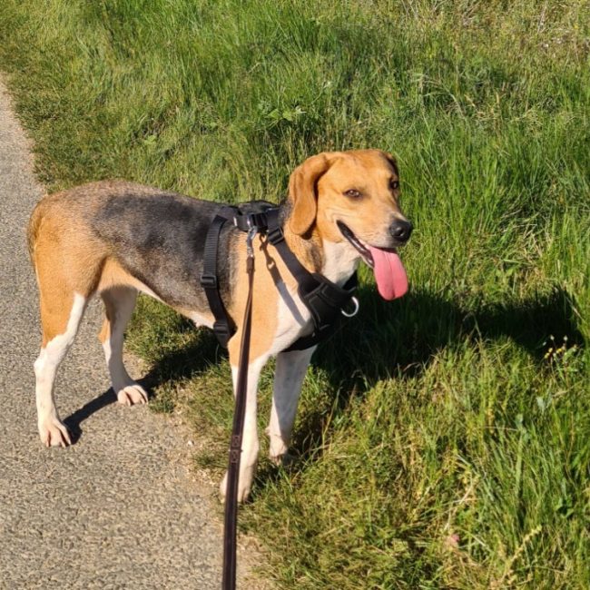 Uranie - Chien Beagle à adopter