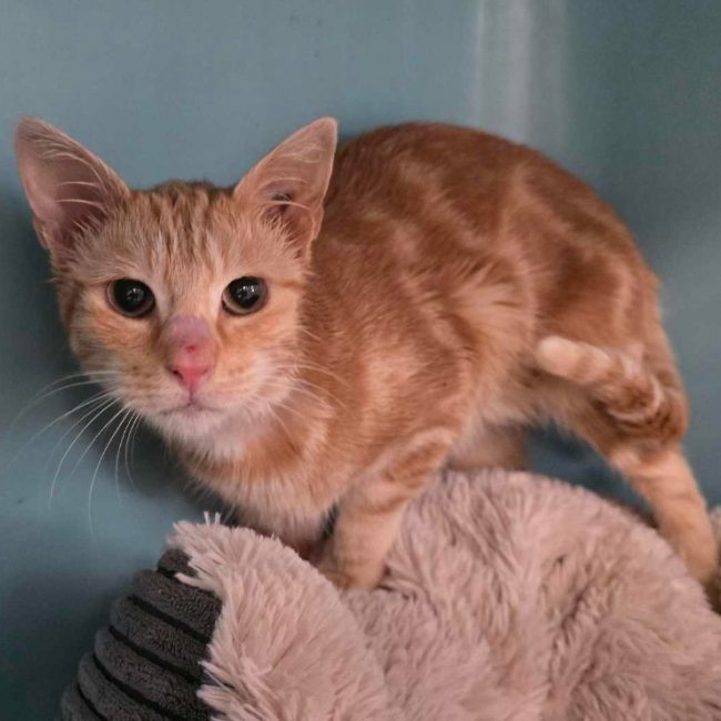 Abby - Chat Européen à adopter