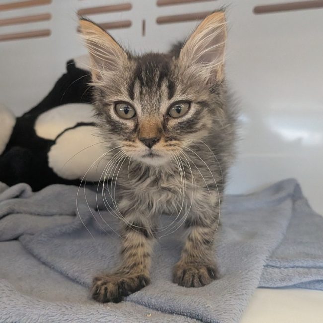 Pika - Chat Européen à adopter