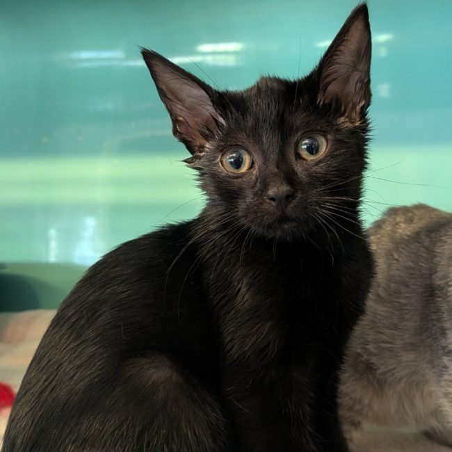 Minata - Chat Européen à adopter