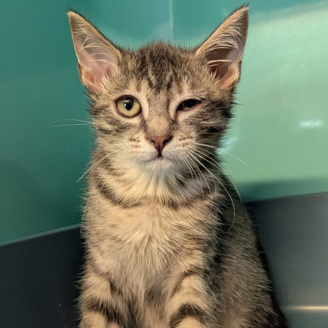 Daty - Chat Européen à adopter