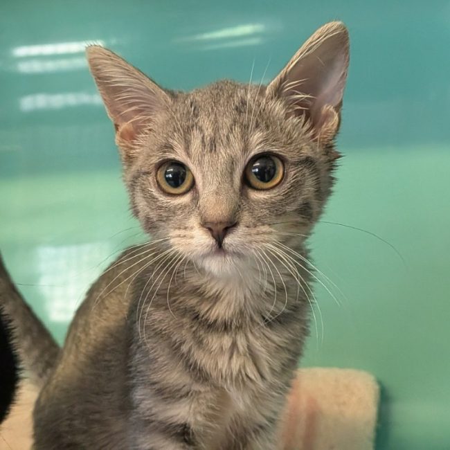 Lexa - Chat Européen à adopter