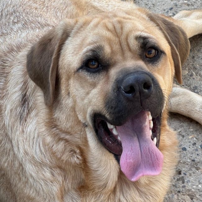 Shifu - Chien à adopter