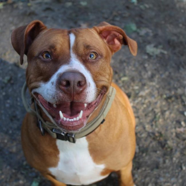 Mila - Chien Bouledogue Américain à adopter