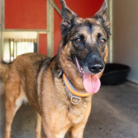 Mila - Chien Berger Belge Malinois à adopter