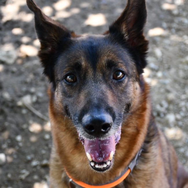 Mila - Chien Berger Belge Malinois à adopter