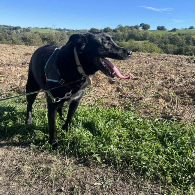 Beto - Chien à adopter