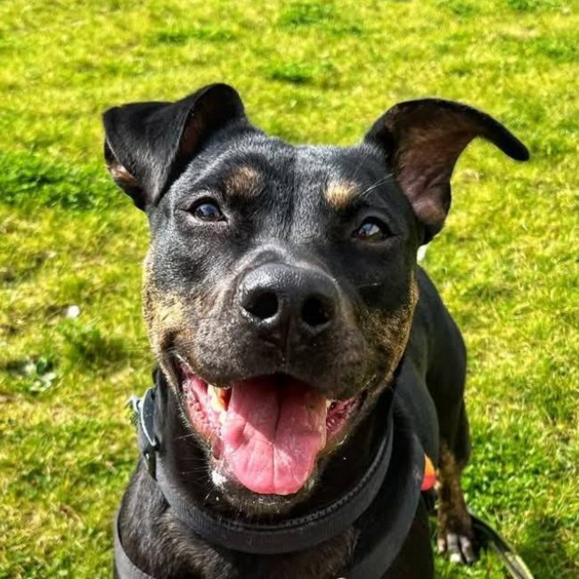 Chaya - Chien à adopter