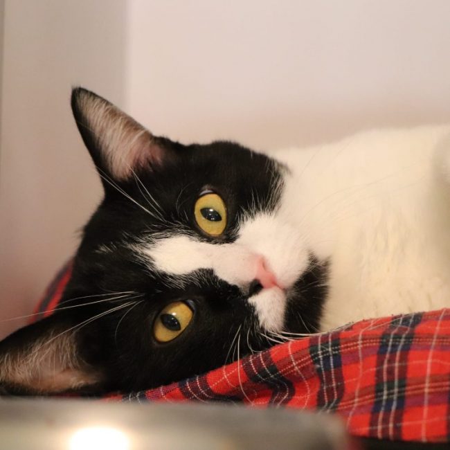 Rapido - Chat Européen à adopter