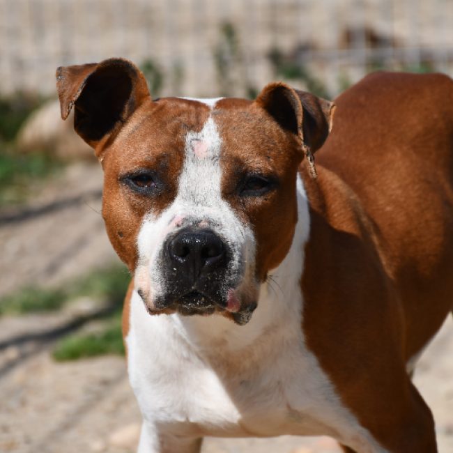 Star - Chien Bouledogue Américain à adopter