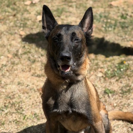 Seven - Chien Berger Belge Malinois à adopter