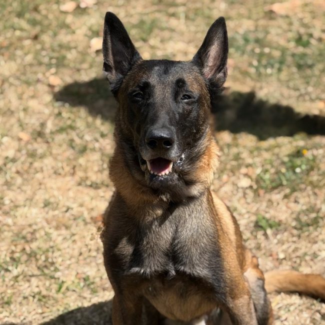 Seven - Chien Berger Belge Malinois à adopter