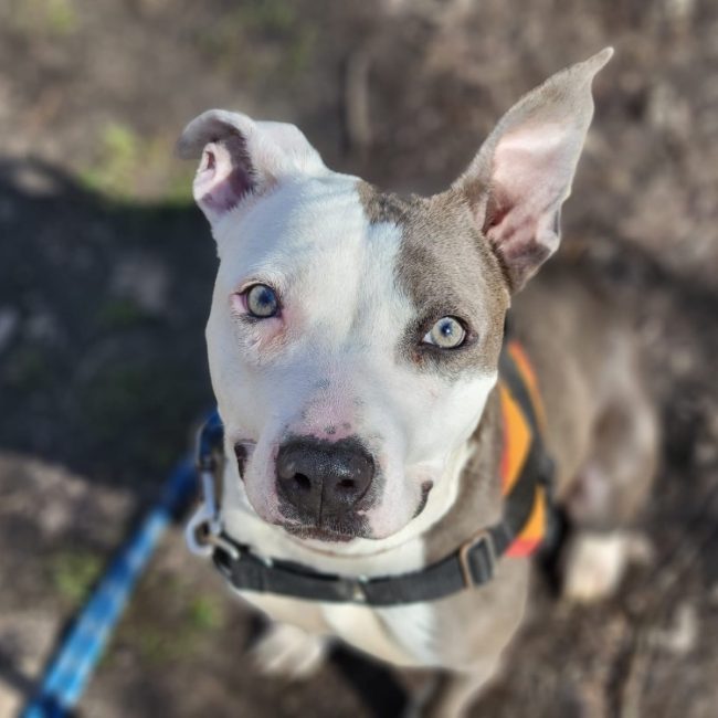 Amy - Chien à adopter