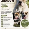 Shadow