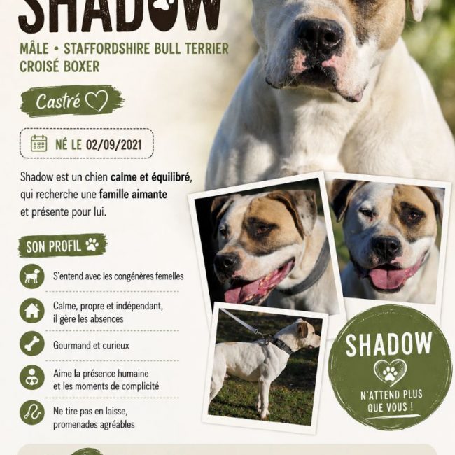 Shadow - Chien Staffordshire Bull Terrier x Boxer à adopter