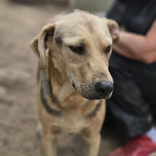 Pancho - Chien à adopter
